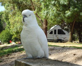 Glamping In The Grampians - Halls Gap Lakeside Tourist Park - Northern Rivers Accommodation 2