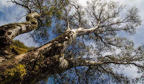 Little Murray Campground - Northern Rivers Accommodation 2