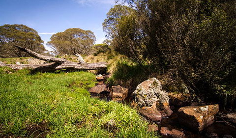 Little Murray Campground - Northern Rivers Accommodation 1