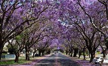 Civic Motel Grafton - Grafton - Northern Rivers Accommodation 5