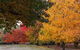 Laurel Hill Forest Lodge - Tumbarumba - thumb 2