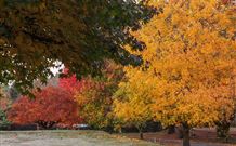 Laurel Hill Forest Lodge - Tumbarumba - Northern Rivers Accommodation 2