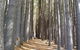 Laurel Hill Forest Lodge - Tumbarumba - thumb 4
