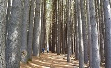 Laurel Hill Forest Lodge - Tumbarumba - Northern Rivers Accommodation 4