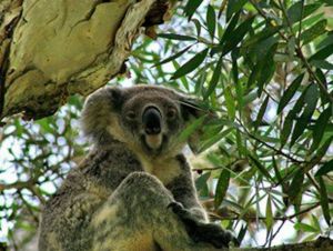 Flynns Beach Caravan Park - Northern Rivers Accommodation 3