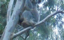 Barrington Tops Organic Retreat - Northern Rivers Accommodation 7
