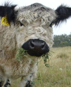 Mayfield Vineyard Cottages - Northern Rivers Accommodation 2