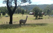 Mayfield Vineyard Cottages - Northern Rivers Accommodation 3