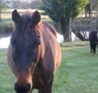 Reynella Kosciusko Rides Accommodation - Northern Rivers Accommodation