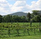 Jessica's Guest House and Vineyard - Northern Rivers Accommodation