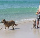 A Paradise Bungalow Waterfront - Northern Rivers Accommodation