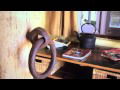 Peregrines At Table Top - Northern Rivers Accommodation 2