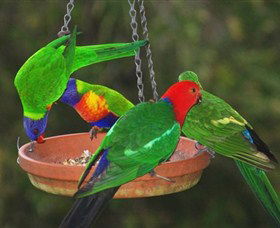 Bellthorpe Stays - Nature's Retreat - Northern Rivers Accommodation 3