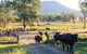 Tommerups Dairy Farmstay - thumb 0