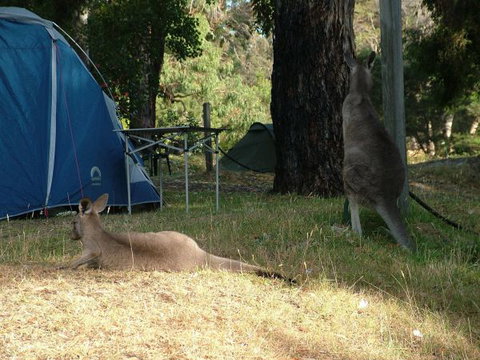Grampians Paradise Camping And Caravan Parkland - Northern Rivers Accommodation 8