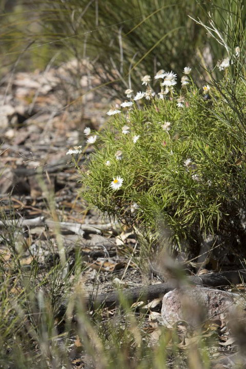 Kroombit Tops National Park Camping Ground - Northern Rivers Accommodation 1