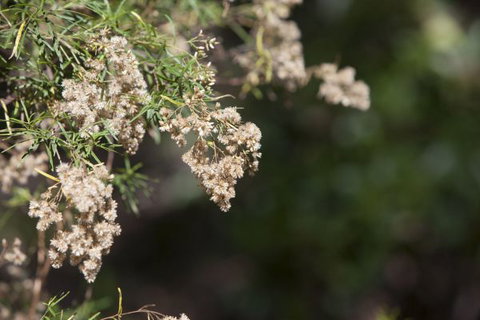 Kroombit Tops National Park Camping Ground - Northern Rivers Accommodation 2