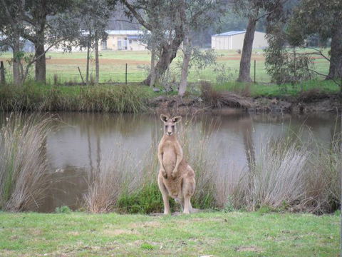 Grampians Chalets - Northern Rivers Accommodation 4