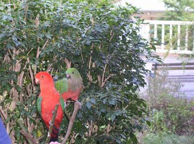 Kemeys At Mandalong - Northern Rivers Accommodation 5
