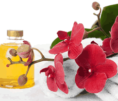 Sunny Hill Retreat Accommodation & Day Spa - Northern Rivers Accommodation 0