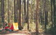 Nanga Mill Camp At Lane Poole Reserve - thumb 0
