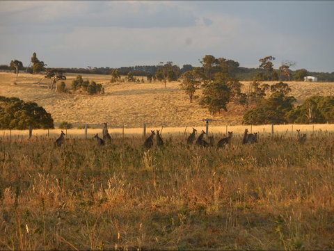 Bunjil Farm - Northern Rivers Accommodation 8