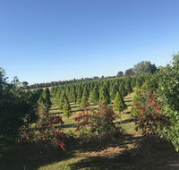 Rutherglen Christmas Trees Farm Stay