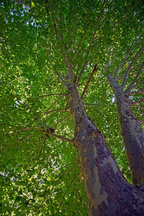 Ardern's Caravan Park Myrtleford - Northern Rivers Accommodation 2