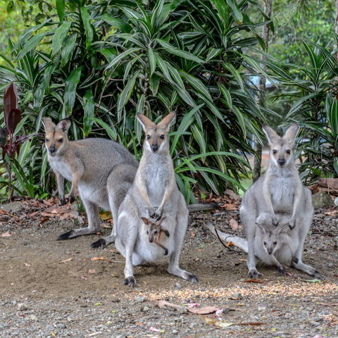 Maleny Country Cottages - Northern Rivers Accommodation 9