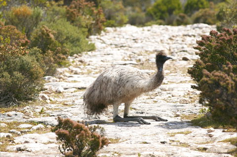 Mallee Lodge - Innes National Park - Northern Rivers Accommodation 7