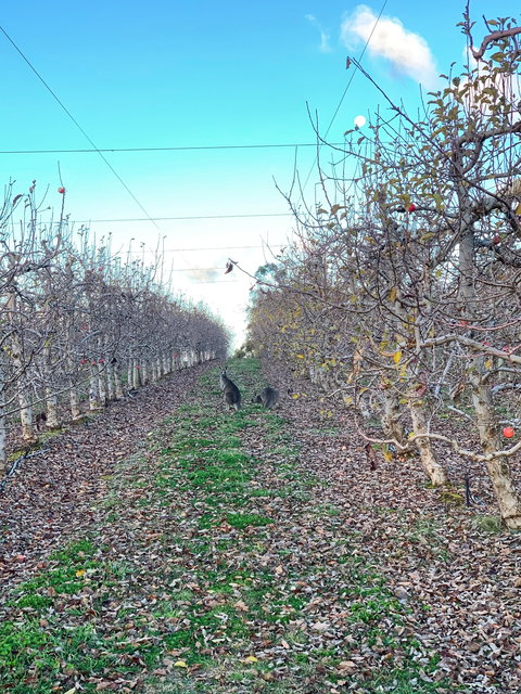 Melrose Cottage - Northern Rivers Accommodation 3