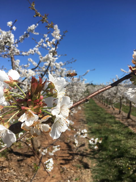 Melrose Cottage - Northern Rivers Accommodation 4