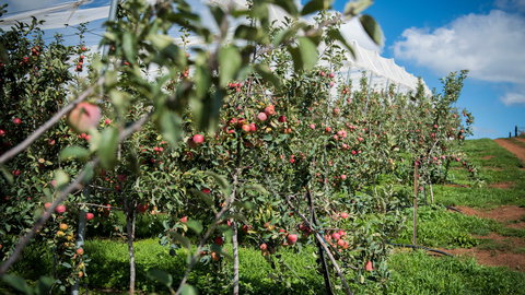 Melrose Cottage - Northern Rivers Accommodation 5