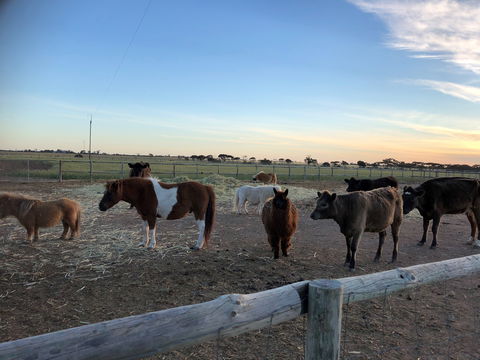 Tarnasey Farm - Schilling's Shack - Northern Rivers Accommodation 3