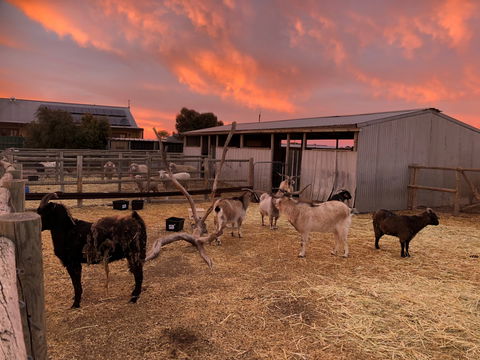 Tarnasey Farm - Schilling's Shack - Northern Rivers Accommodation 4
