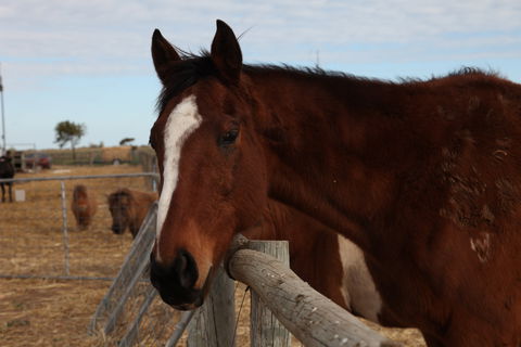 Tarnasey Farm - Schilling's Shack - Northern Rivers Accommodation 5