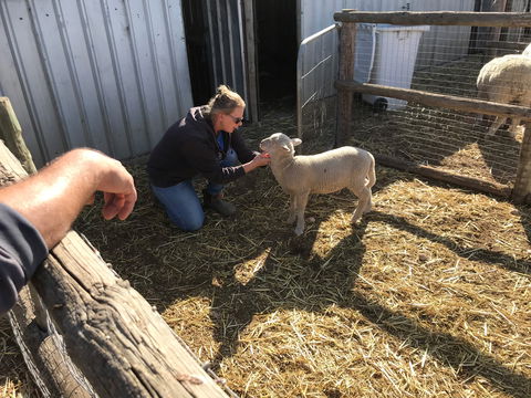Tarnasey Farm - Schilling's Shack - Northern Rivers Accommodation 6
