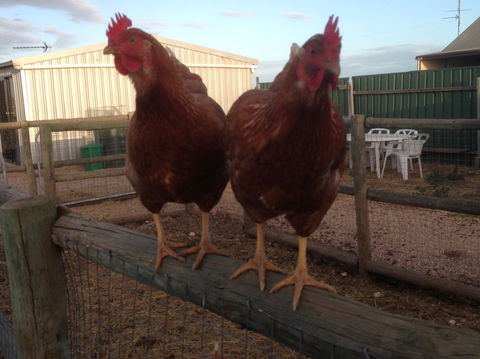 Tarnasey Farm - Schilling's Shack - Northern Rivers Accommodation 7