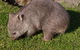The Patriarch Wildlife Sanctuary Camping Ground - thumb 2