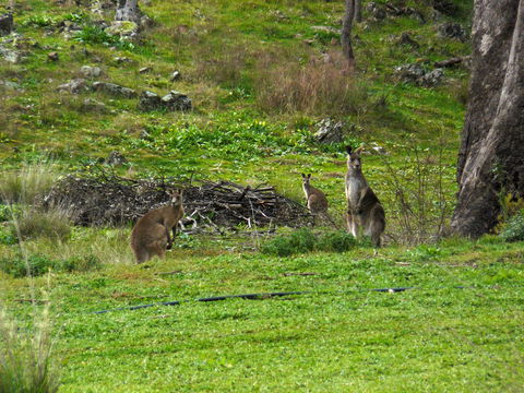 Wildwood Guesthouse - Northern Rivers Accommodation 5