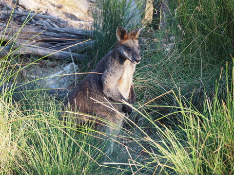 Wildwood Guesthouse - Northern Rivers Accommodation 8