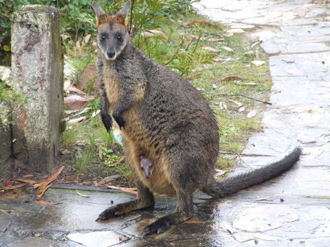 Aquila Eco Lodges - Northern Rivers Accommodation 4