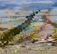 Eaglereach Wilderness Resort - Northern Rivers Accommodation