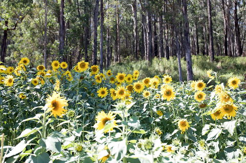 Gracefield Estate - Northern Rivers Accommodation 1