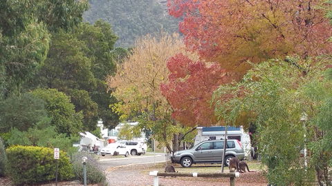 Halls Gap Caravan Park - Northern Rivers Accommodation 0