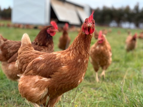Rocklea Farm - Northern Rivers Accommodation 1