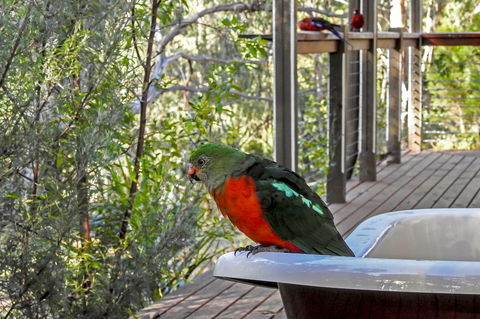 Araluen Park Cottages - Northern Rivers Accommodation 2