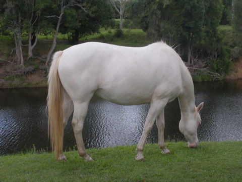 Imbil Bridge Farm And Homestead - Northern Rivers Accommodation 1