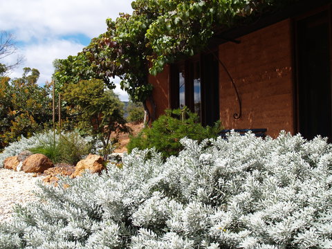 Kangaroos In The Top Paddock - Northern Rivers Accommodation 0