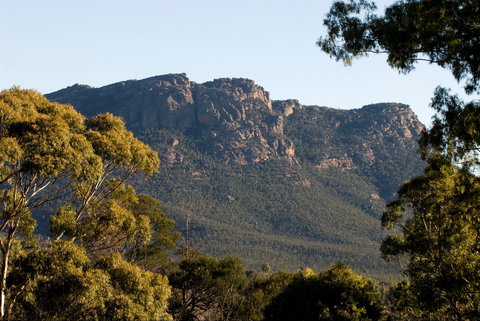 Kangaroos In The Top Paddock - Northern Rivers Accommodation 2